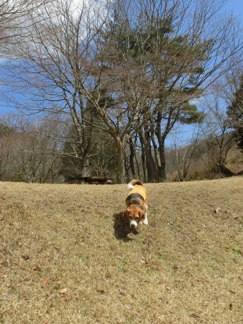 誰もいない森林公園でランラン_a0319693_95244.jpg