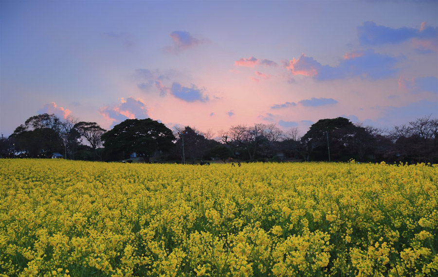 能古島アイランドパーク・菜の花ライトアップ_e0093903_1235128.jpg