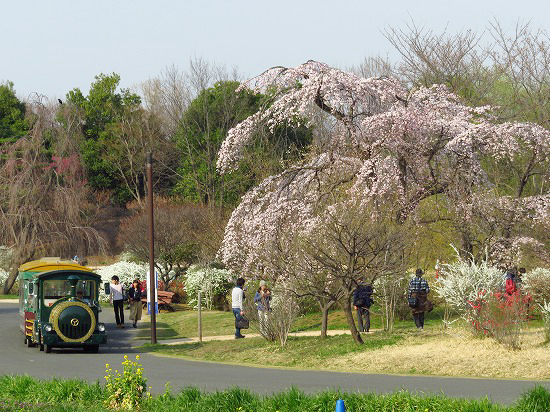 こもれびの池付近の枝垂れ桜と、ユキヤナギ_e0255509_201329.jpg