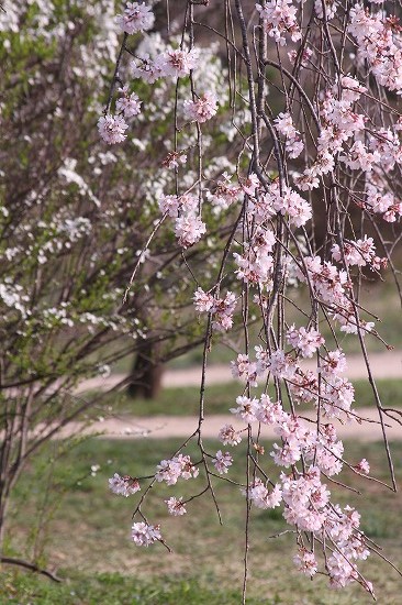 こもれびの池付近の枝垂れ桜と、ユキヤナギ_e0255509_2025748.jpg