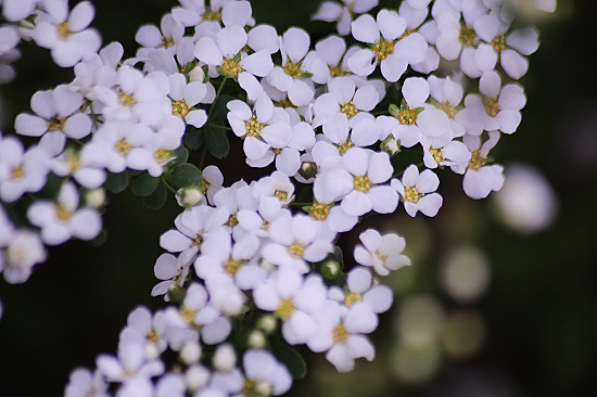 こもれびの池付近の枝垂れ桜と、ユキヤナギ_e0255509_2072447.jpg