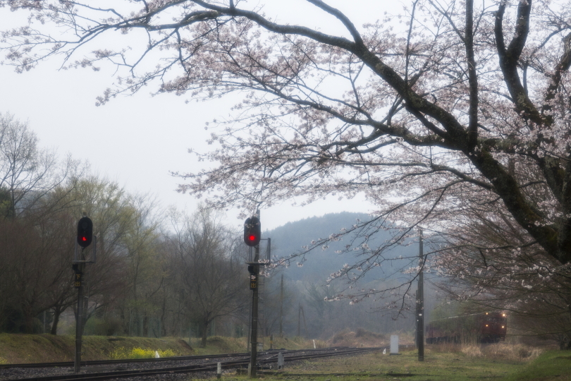 桜咲く駅_e0339209_17065189.jpg