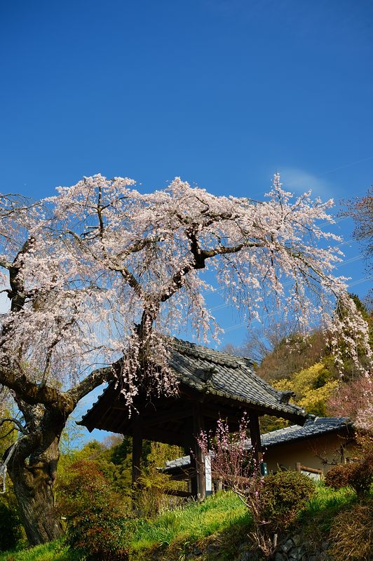 京の枝垂れ桜巡り2016＠井手町･地蔵禅院_f0032011_19595692.jpg