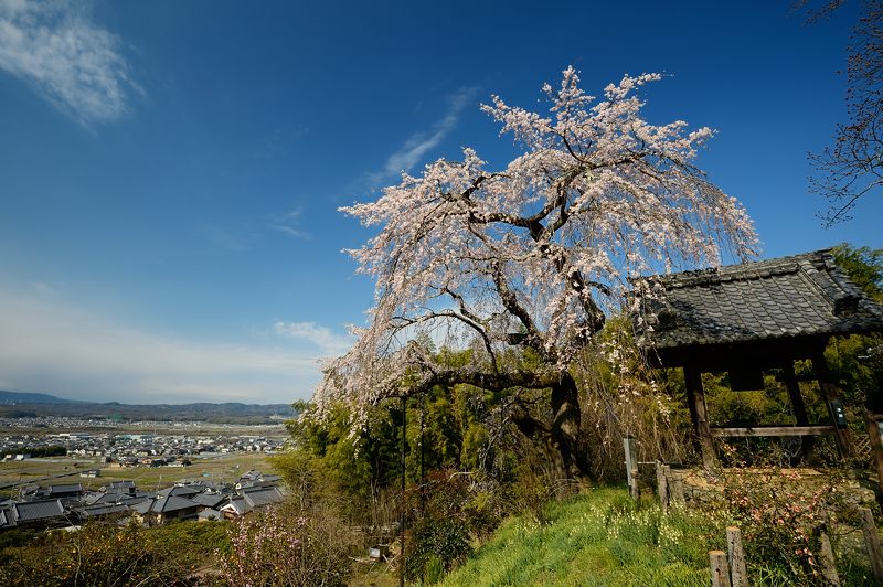 京の枝垂れ桜巡り2016＠井手町･地蔵禅院_f0032011_201440.jpg