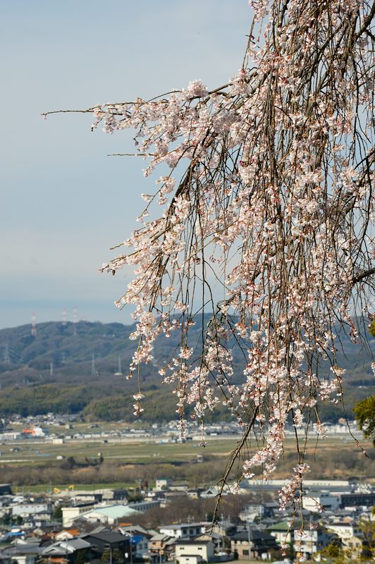 京の枝垂れ桜巡り2016＠井手町･地蔵禅院_f0032011_20228100.jpg