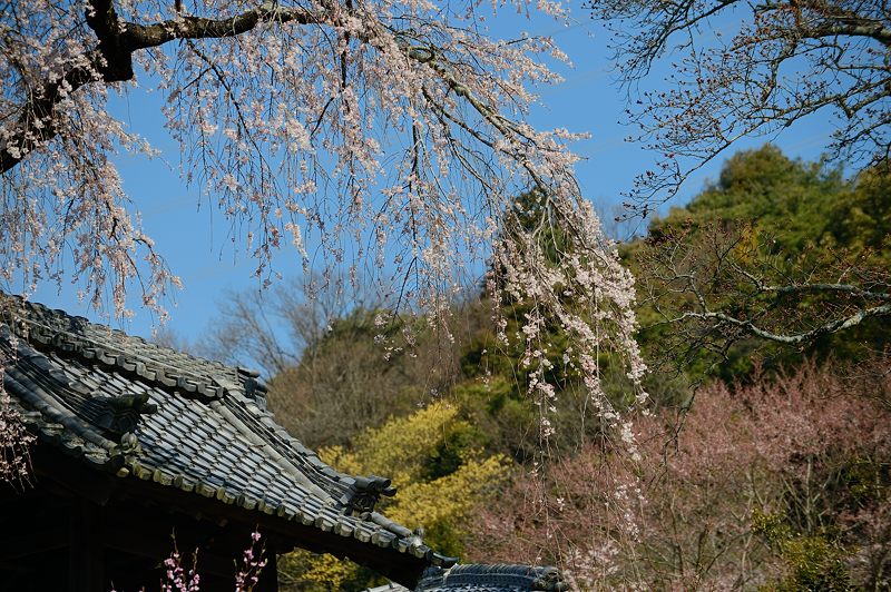 京の枝垂れ桜巡り2016＠井手町･地蔵禅院_f0032011_2032263.jpg