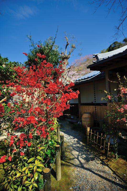 京の枝垂れ桜巡り2016@井手町・地蔵禅院_f0032011_2035186.jpg