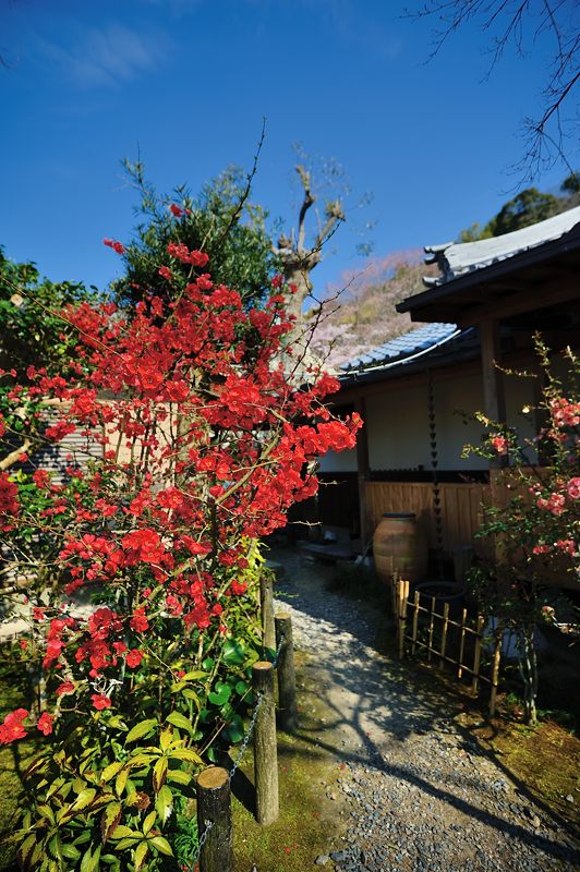 京の枝垂れ桜巡り2016＠井手町･地蔵禅院_f0032011_2035186.jpg