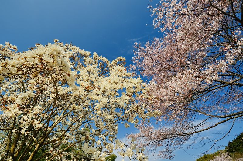 京の枝垂れ桜巡り2016＠井手町･地蔵禅院_f0032011_2041237.jpg