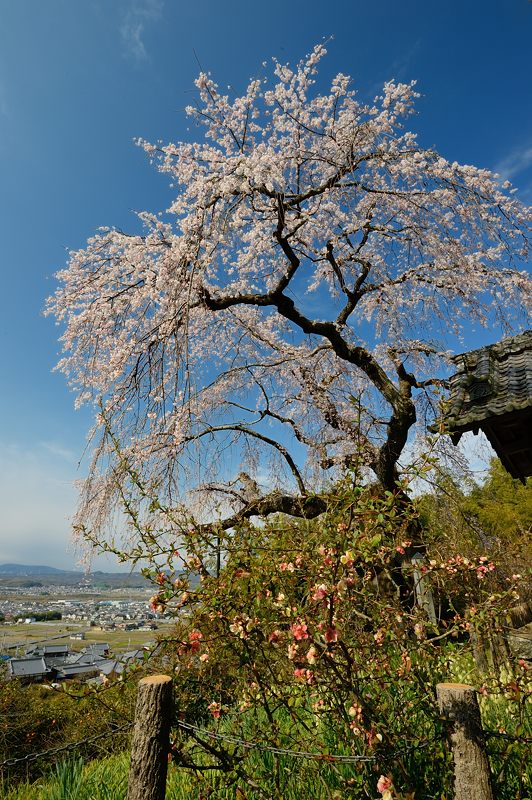 京の枝垂れ桜巡り2016＠井手町･地蔵禅院_f0032011_204313.jpg