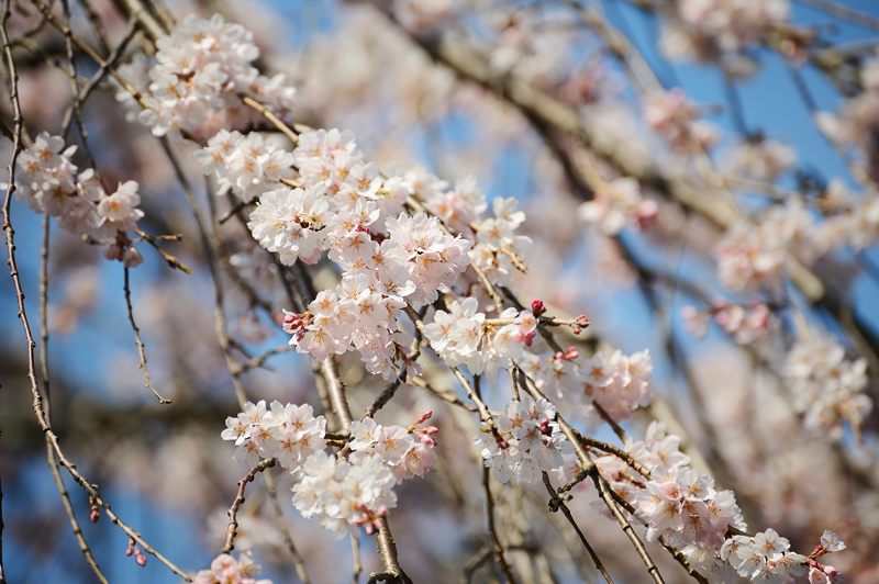 京の枝垂れ桜巡り2016＠井手町･地蔵禅院_f0032011_2045897.jpg