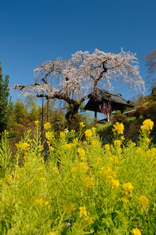 京の枝垂れ桜巡り2016＠井手町･地蔵禅院_f0032011_2062643.jpg