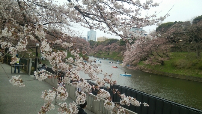 さくら＊サクラ＊桜①_b0133713_21162897.jpg