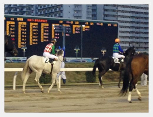 ヨウムの言葉は自分の言葉　/　意外な場所で競馬観戦　他_c0133013_16202433.jpg