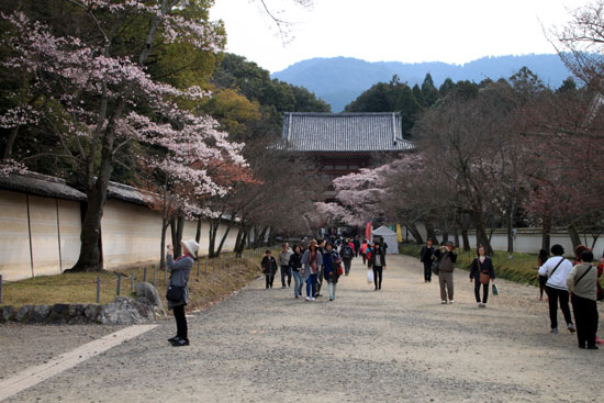 16桜だより13 醍醐寺_e0048413_202942100.jpg