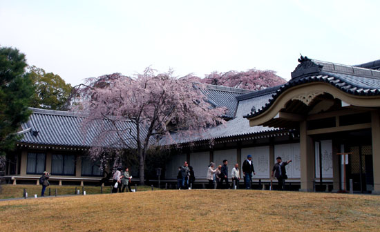 16桜だより13 醍醐寺_e0048413_20301587.jpg