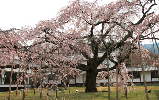 16桜だより13 醍醐寺_e0048413_20312093.jpg