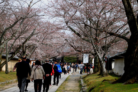 16桜だより13 醍醐寺_e0048413_20313159.jpg