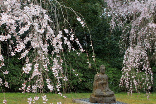 16桜だより13 醍醐寺_e0048413_20314348.jpg