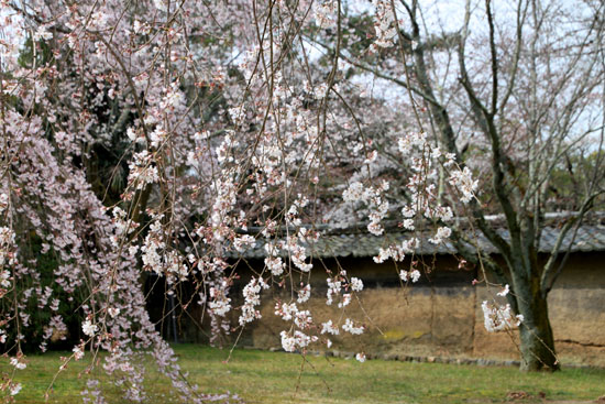16桜だより13 醍醐寺_e0048413_20315781.jpg