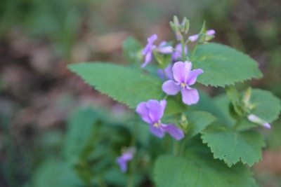 河原の菜の花 ただし 白い 世話要らずの庭