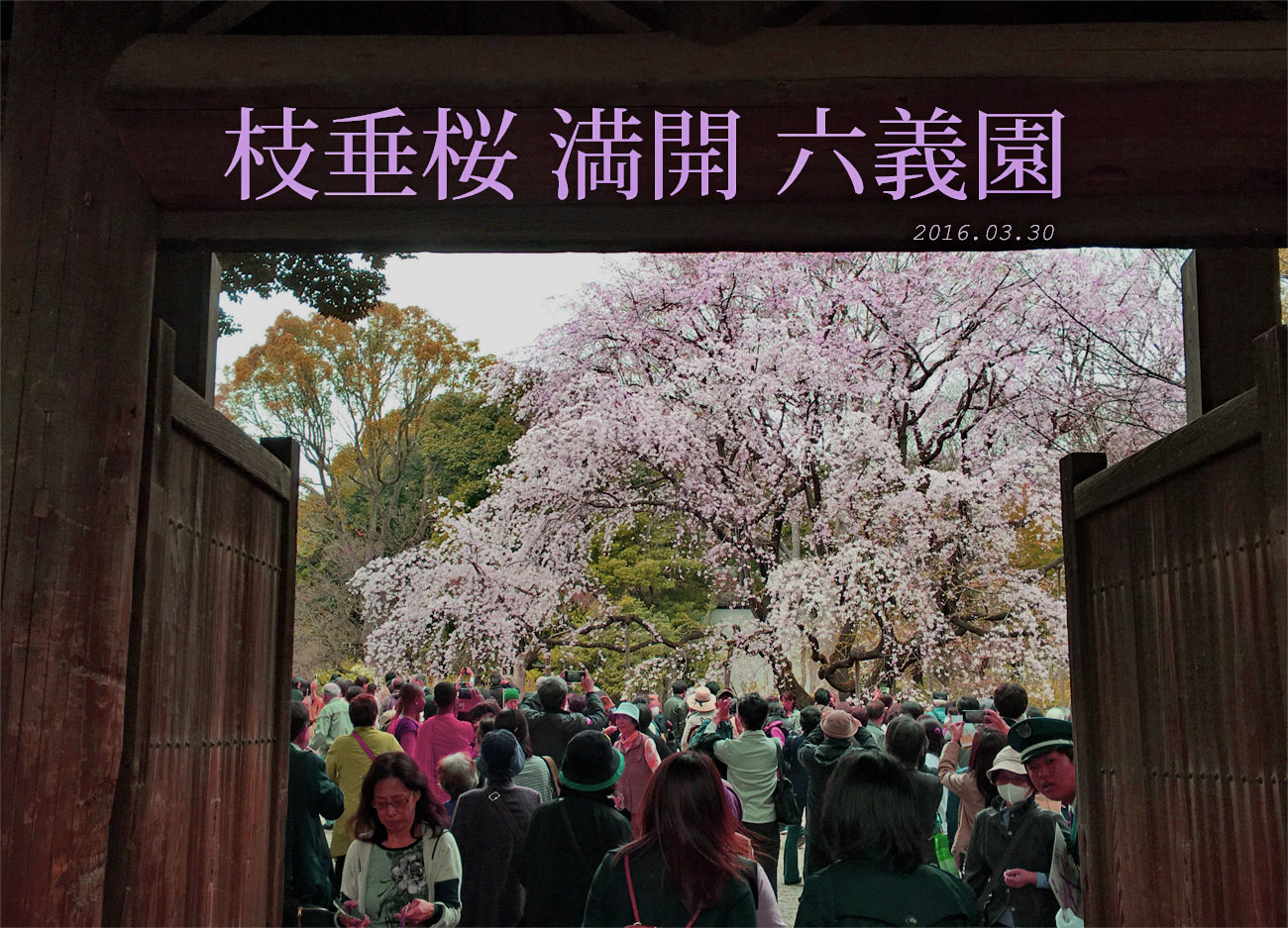 枝垂桜 六義園ギリギリ_b0218915_21284960.jpg