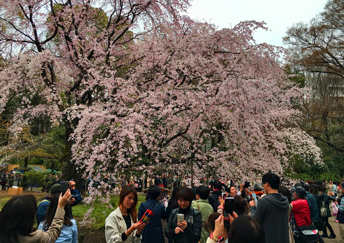 枝垂桜 六義園ギリギリ_b0218915_21285729.jpg