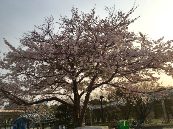 港区の区花_a0098418_21281513.jpg