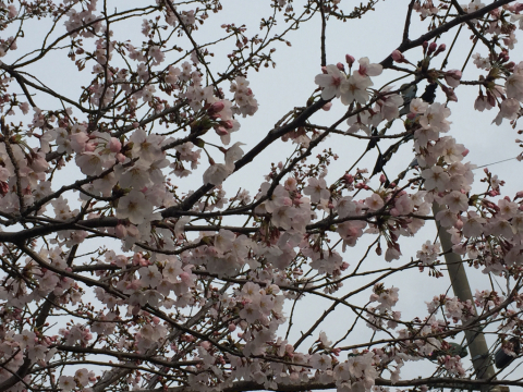 桜_b0202820_23095620.jpg