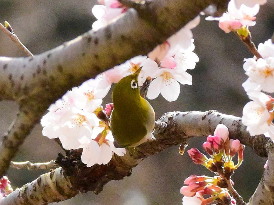 いよいよ桜メジロ！♪_a0031821_20183661.jpg