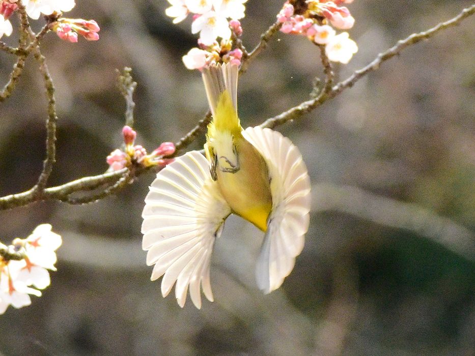 いよいよ桜メジロ！♪_a0031821_20295268.jpg