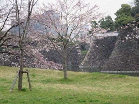 桜を見に、皇居へ。_e0171821_17293589.jpg