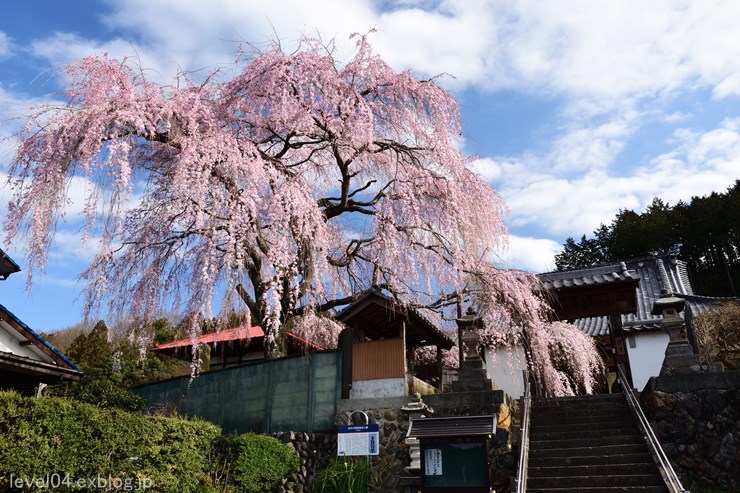 東昌寺 ～枝垂れ桜～ - photograph2