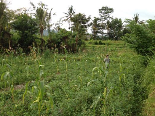 トウモロコシの収穫 Panen Jagung_a0120328_20265208.jpg