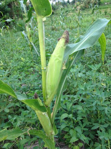 トウモロコシの収穫 Panen Jagung_a0120328_20272699.jpg