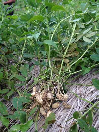 トウモロコシの収穫 Panen Jagung_a0120328_20274334.jpg