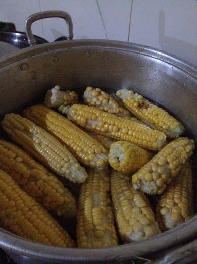 トウモロコシの収穫 Panen Jagung_a0120328_20290051.jpg