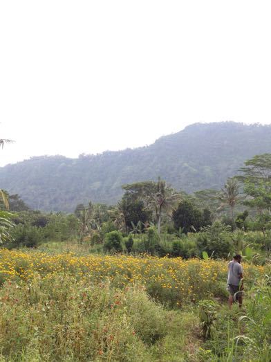 トウモロコシの収穫 Panen Jagung_a0120328_20301600.jpg