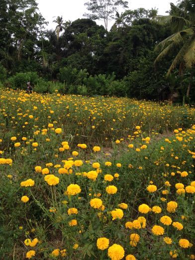 トウモロコシの収穫 Panen Jagung_a0120328_20303608.jpg