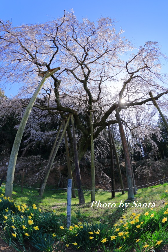 岡崎　奥山田の枝垂れ桜_c0201929_704663.jpg