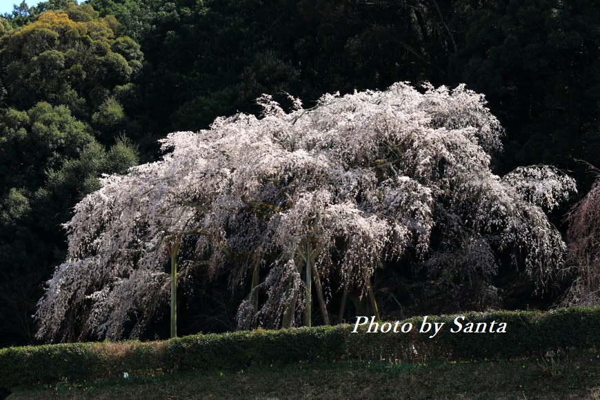 岡崎　奥山田の枝垂れ桜_c0201929_71034.jpg