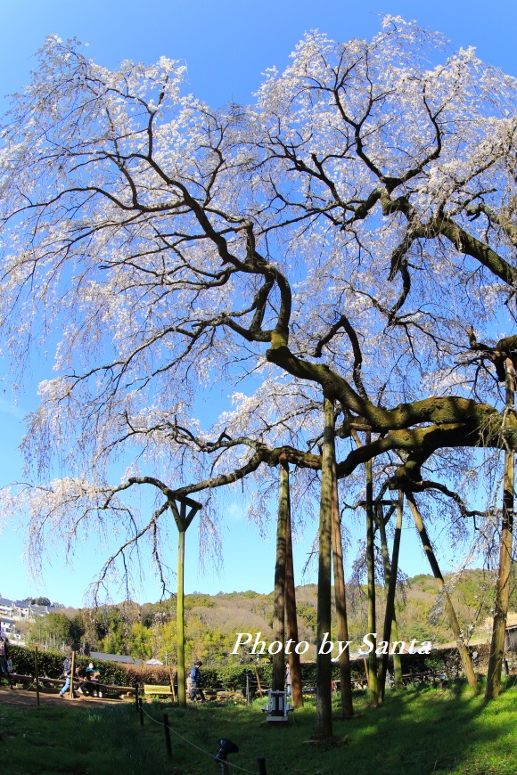 岡崎　奥山田の枝垂れ桜_c0201929_7165656.jpg