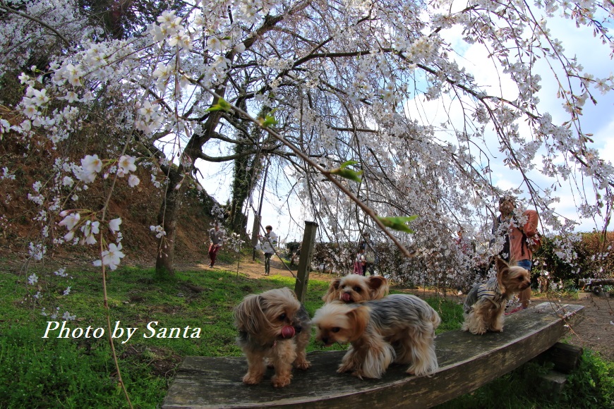 岡崎　奥山田の枝垂れ桜_c0201929_7191485.jpg