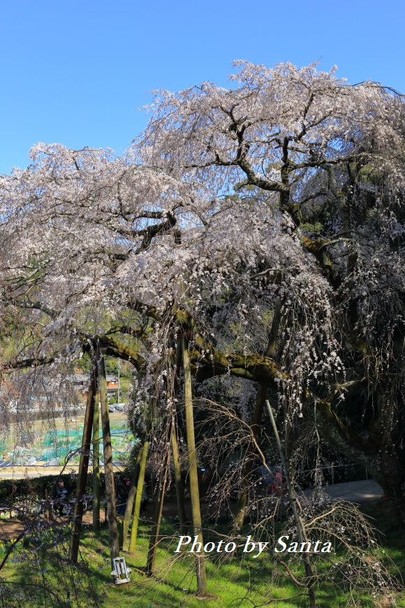 岡崎　奥山田の枝垂れ桜_c0201929_782343.jpg