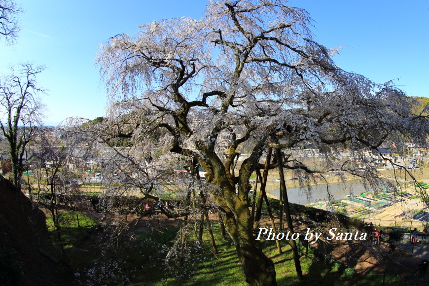 岡崎　奥山田の枝垂れ桜_c0201929_793061.jpg