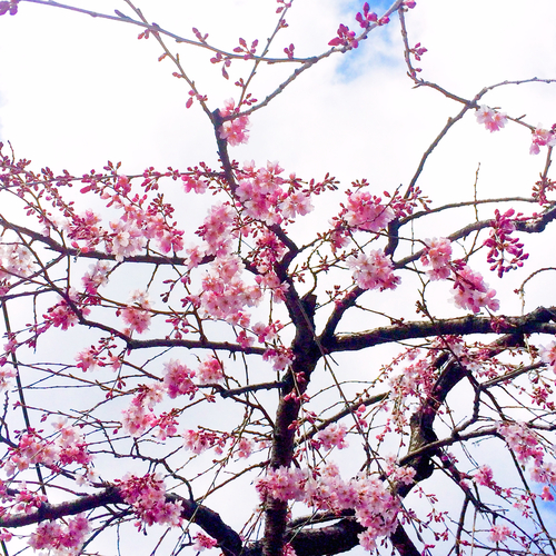 桜の盆栽_a0197730_21354963.jpg