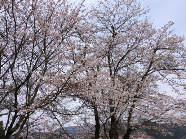 d0349130_19451217.jpeg