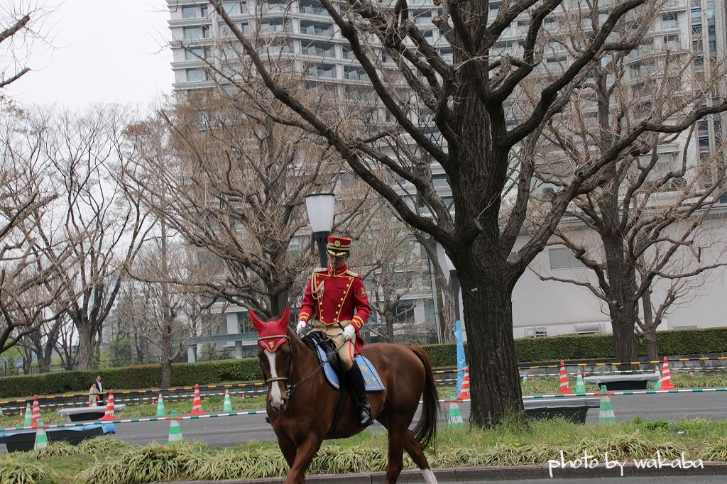 16年春の皇居乾通り一般公開と警視庁騎馬隊 自然のキャンバス 16年春の皇居乾通り一般公開と警視庁騎馬隊 自然のキャンバス