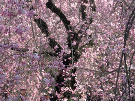 京都二条城の桜_f0234936_5593523.jpg