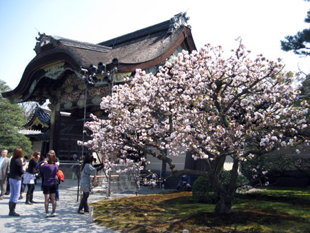 京都二条城の桜_f0234936_5594055.jpg
